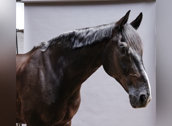 Oldenbourg, Hongre, 11 Ans, 175 cm, Noir