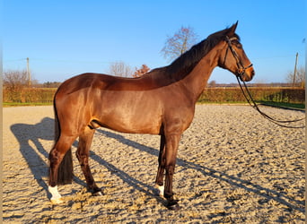 Oldenbourg, Hongre, 11 Ans, 176 cm, Bai brun