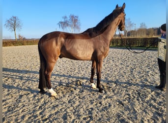 Oldenbourg, Hongre, 11 Ans, 176 cm, Bai brun