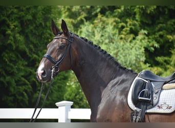 Oldenbourg, Hongre, 11 Ans, 178 cm, Bai brun