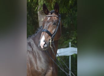 Oldenbourg, Hongre, 11 Ans, 178 cm, Bai brun