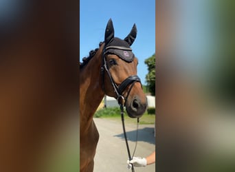 Oldenbourg, Hongre, 11 Ans, 183 cm, Bai