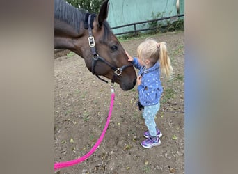 Oldenbourg, Hongre, 11 Ans, 183 cm, Bai