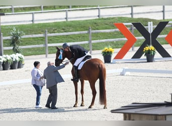 Oldenbourg, Hongre, 11 Ans, 188 cm, Alezan