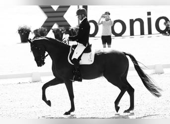 Oldenbourg, Hongre, 11 Ans, 188 cm, Alezan