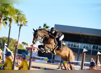 Oldenbourg, Hongre, 11 Ans, Bai brun