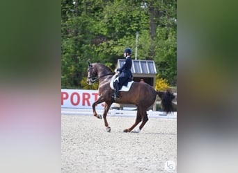 Oldenbourg, Hongre, 11 Ans