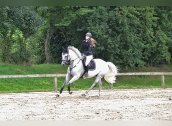 Oldenbourg, Hongre, 12 Ans, 164 cm, Gris