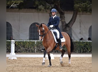 Oldenbourg, Hongre, 12 Ans, 165 cm, Bai cerise