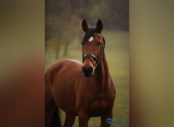 Oldenbourg, Hongre, 12 Ans, 168 cm, Bai