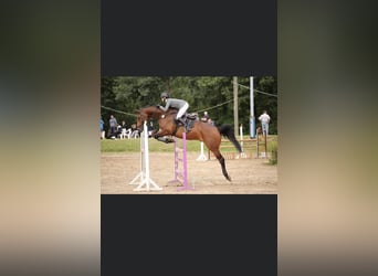 Oldenbourg, Hongre, 12 Ans, 170 cm, Bai