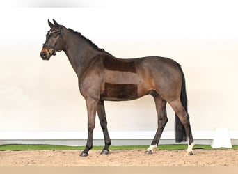 Oldenbourg, Hongre, 12 Ans, 171 cm, Bai