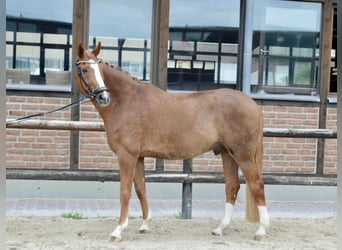 Oldenbourg, Hongre, 12 Ans, 172 cm, Alezan