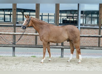 Oldenbourg, Hongre, 12 Ans, 172 cm, Alezan