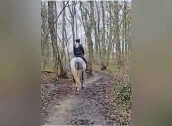 Oldenbourg, Hongre, 12 Ans, 173 cm, Gris pommelé