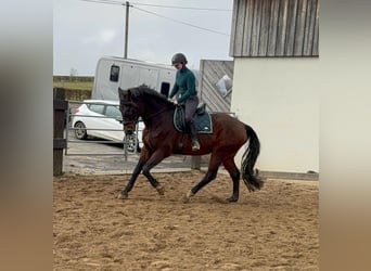 Oldenbourg, Hongre, 12 Ans, 175 cm, Bai