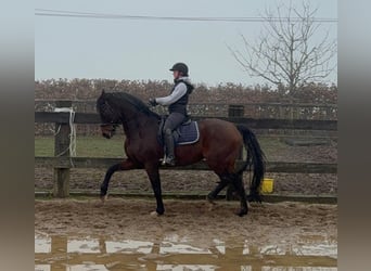 Oldenbourg, Hongre, 12 Ans, 175 cm, Bai