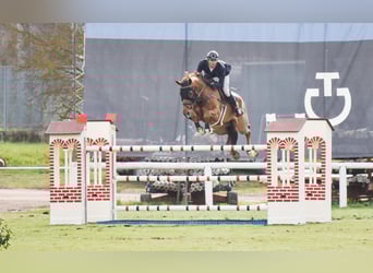 Oldenbourg, Hongre, 12 Ans, 182 cm, Alezan