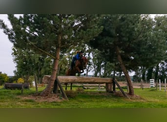 Oldenbourg, Hongre, 13 Ans, 170 cm, Alezan