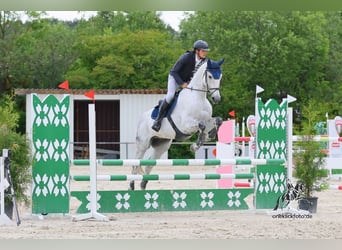 Oldenbourg, Hongre, 13 Ans, 172 cm, Gris