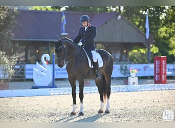 Oldenbourg, Hongre, 13 Ans, 175 cm, Bai brun