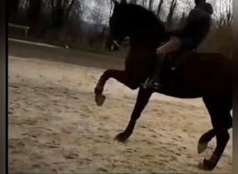 Oldenbourg, Hongre, 13 Ans, 175 cm, Noir