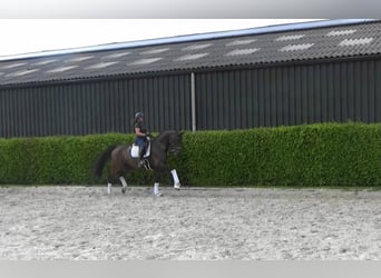 Oldenbourg, Hongre, 13 Ans, 176 cm, Bai brun