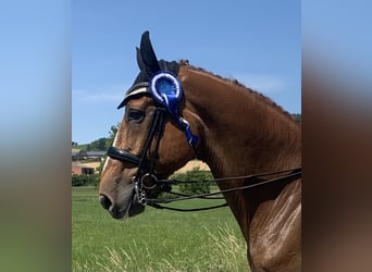 Oldenbourg, Hongre, 13 Ans, 178 cm, Alezan