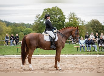 Oldenbourg, Hongre, 13 Ans, 178 cm, Alezan