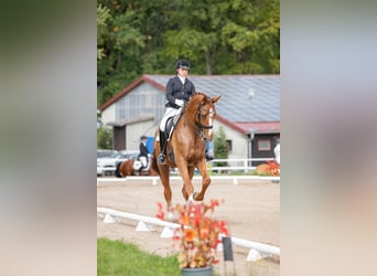 Oldenbourg, Hongre, 13 Ans, 178 cm, Alezan