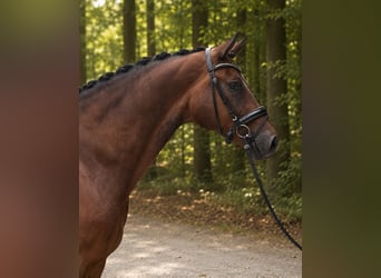 Oldenbourg, Hongre, 13 Ans, 179 cm, Bai