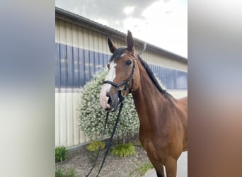 Oldenbourg, Hongre, 13 Ans, 180 cm, Bai