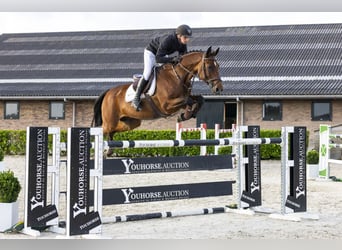 Oldenbourg, Hongre, 14 Ans, 164 cm, Bai