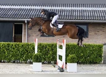 Oldenbourg, Hongre, 14 Ans, 164 cm, Bai
