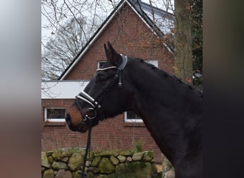 Oldenbourg, Hongre, 14 Ans, 168 cm, Bai brun foncé