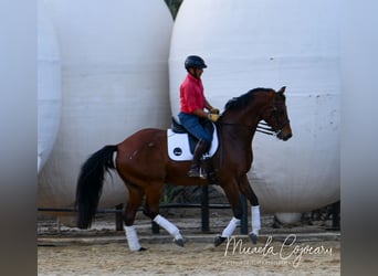Oldenbourg, Hongre, 14 Ans, 168 cm, Bai