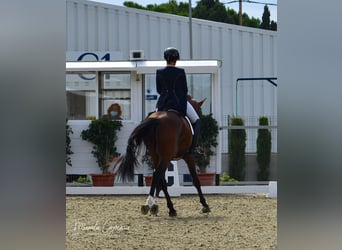 Oldenbourg, Hongre, 14 Ans, 168 cm, Bai