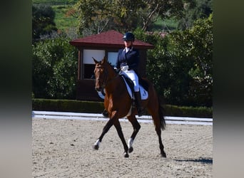 Oldenbourg, Hongre, 14 Ans, 168 cm, Bai
