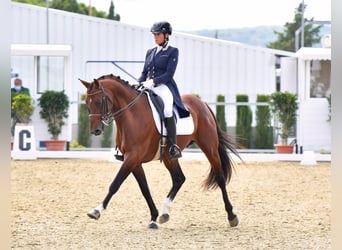 Oldenbourg, Hongre, 14 Ans, 168 cm, Bai