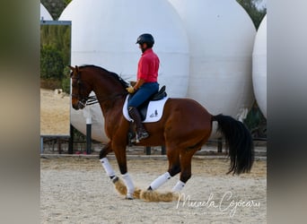 Oldenbourg, Hongre, 14 Ans, 168 cm, Bai