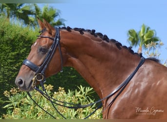 Oldenbourg, Hongre, 14 Ans, 168 cm, Bai