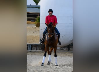 Oldenbourg, Hongre, 14 Ans, 168 cm, Bai