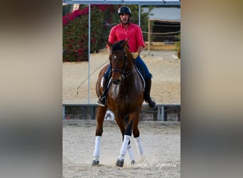 Oldenbourg, Hongre, 14 Ans, 168 cm, Bai