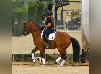 Oldenbourg, Hongre, 14 Ans, 168 cm, Bai