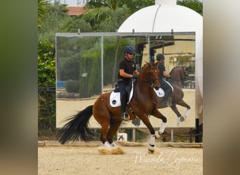Oldenbourg, Hongre, 14 Ans, 168 cm, Bai