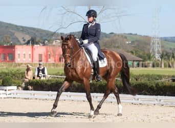 Oldenbourg, Hongre, 14 Ans, 168 cm, Bai