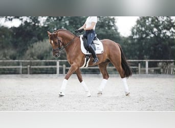 Oldenbourg, Hongre, 14 Ans, 170 cm, Alezan