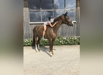Oldenbourg, Hongre, 14 Ans, 171 cm, Alezan brûlé