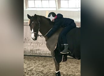 Oldenbourg, Hongre, 14 Ans, 171 cm, Alezan brûlé
