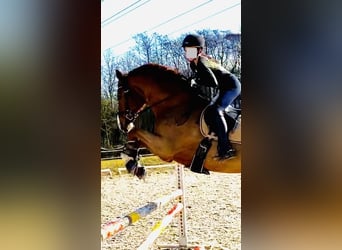 Oldenbourg, Hongre, 14 Ans, 171 cm, Alezan brûlé